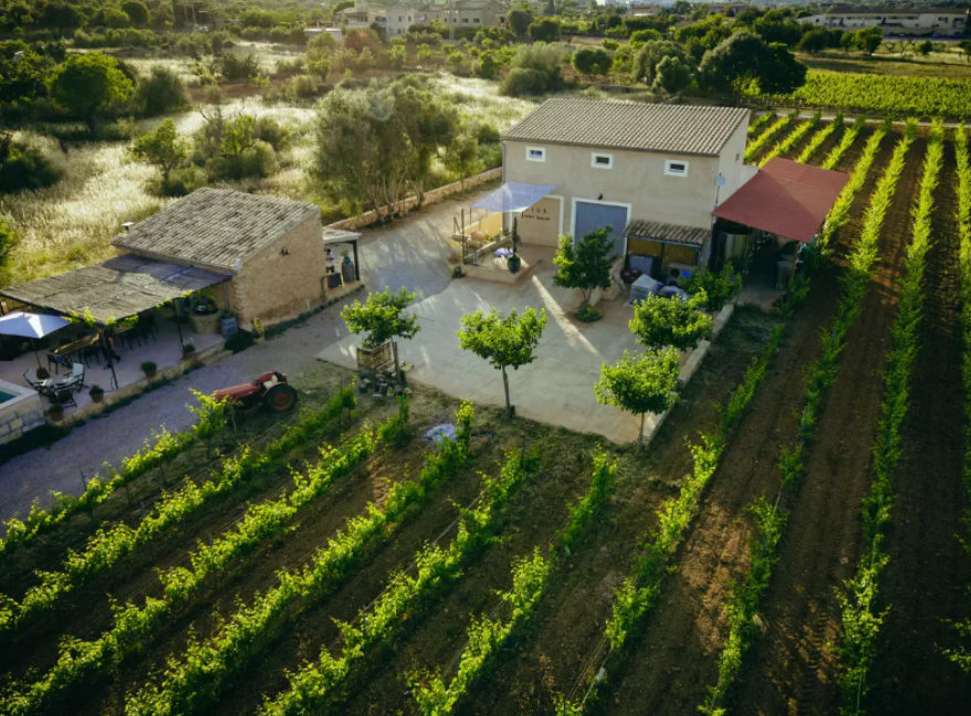 Mallorquinischer Weißwein - 40 BRACES BLANC von 7103 Petit Celler