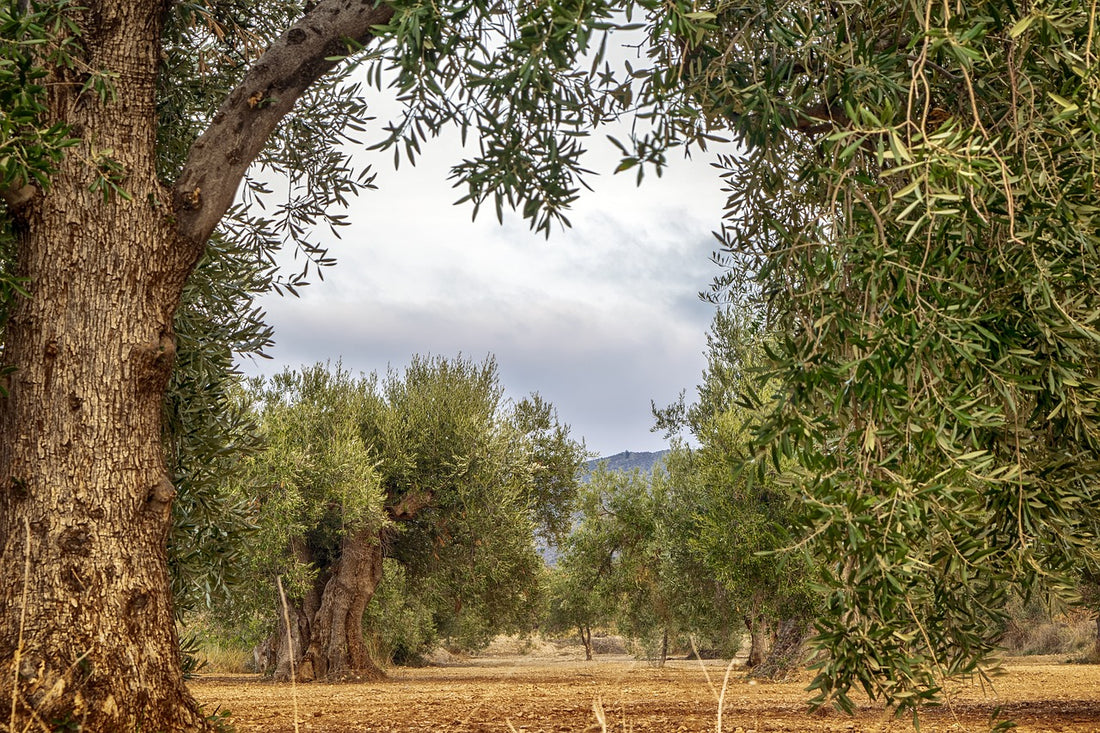 Warum die Olivenölpreise auf Mallorca steigen